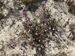 Abronia pogonantha