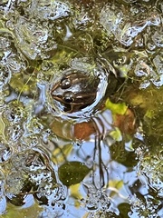 Lithobates virgatipes