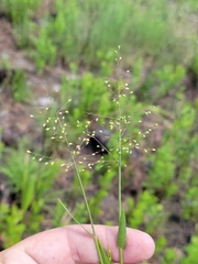 Dichanthelium webberianum