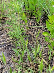 Dichanthelium webberianum