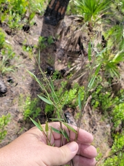 Dichanthelium webberianum