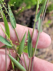 Dichanthelium webberianum