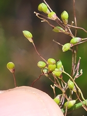 Dichanthelium webberianum