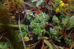 Psilocarphus chilensis