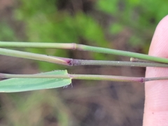 Dichanthelium webberianum