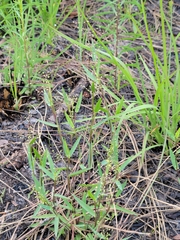 Dichanthelium webberianum