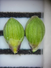 Dichanthelium webberianum