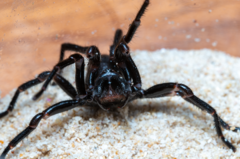 Hadronyche modesta