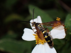 Xanthocampsomeris fulvohirta