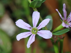 Lythrum flagellare