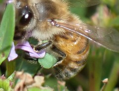Lythrum flagellare