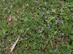 Lythrum flagellare