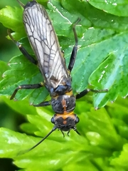 Perlodes microcephalus