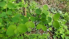 Symphoricarpos albus
