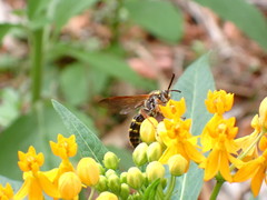 Xanthocampsomeris fulvohirta