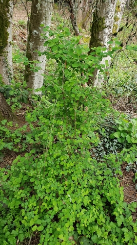Symphoricarpos albus