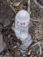 Mammillaria albilanata