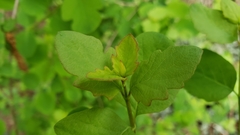 Symphoricarpos albus