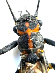 Perlodes microcephalus