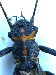 Perlodes microcephalus