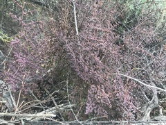 Pellaea andromedifolia