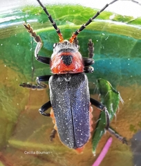 Cantharis reichei