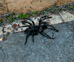 Hadronyche modesta