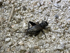 Gryllus veletisoides