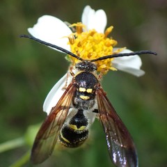 Xanthocampsomeris fulvohirta