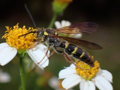 Xanthocampsomeris fulvohirta