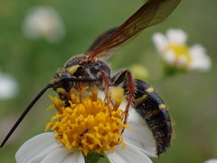 Xanthocampsomeris fulvohirta