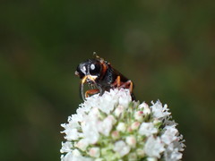 Ectemnius rufipes ais
