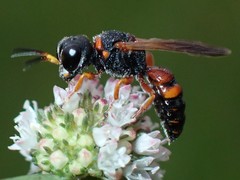 Ectemnius rufipes ais