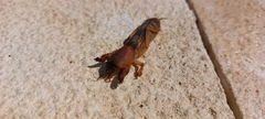 Gryllotalpa gryllotalpa