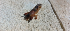 Gryllotalpa gryllotalpa