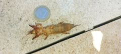 Gryllotalpa gryllotalpa