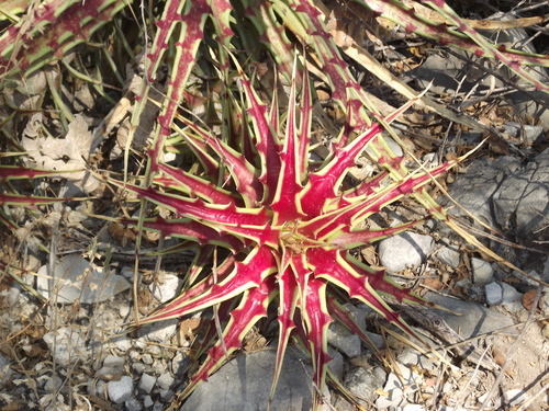 Hechtia roseana