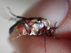 Macrosiagon octomaculata