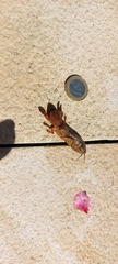 Gryllotalpa gryllotalpa