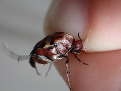 Macrosiagon octomaculata