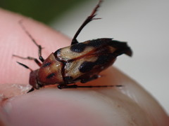 Macrosiagon octomaculata