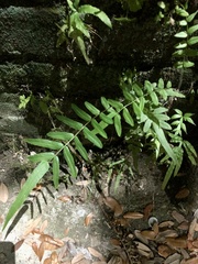 Pteris vittata