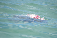 Archosargus probatocephalus