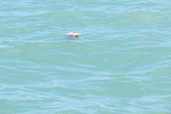 Archosargus probatocephalus