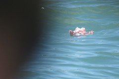 Archosargus probatocephalus