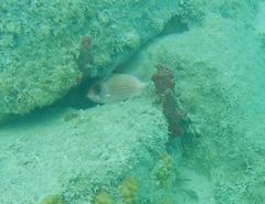 Holocentrus adscensionis