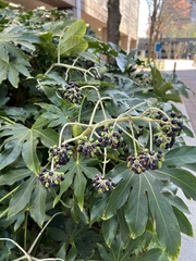 Fatsia
