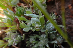 Psilocarphus oregonus