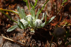 Psilocarphus oregonus