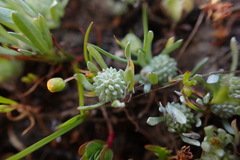 Psilocarphus oregonus